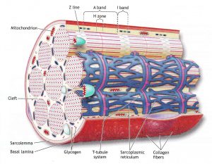 musculaires